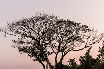 Drying tree with sunset time in the park.