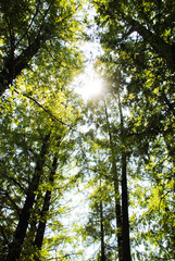 森林の木漏れ日