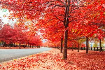 Crédence de cuisine en verre imprimé Rouge Beaux arbres en automne bordant les rues de la ville en Australie