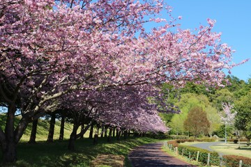 風景　桜　満開　緑　思川　杤木 © ペパーミント