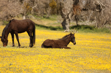 Wild horses running in a yellow flower meadow in the spring time.