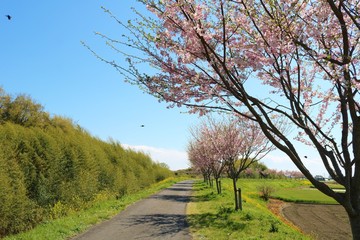 Obraz premium 風景 田舎 桜 道 緑 空 杤木