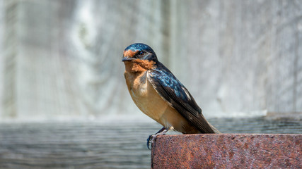 Barn Swallow