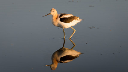 American Avocet