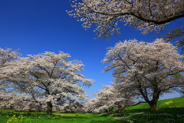 Fototapeta premium 青空と桜