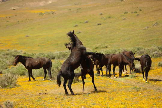 Wild horses running in a yellow flower meadow in the spring time.