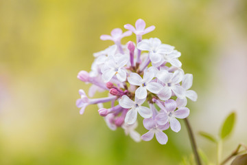 Obraz na płótnie Canvas Blooming purple lilac flowers, spring close-up in spring，Syringa Linn.