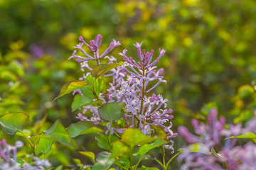 Obraz premium Blooming purple lilac flowers, spring close-up in spring，Syringa Linn.