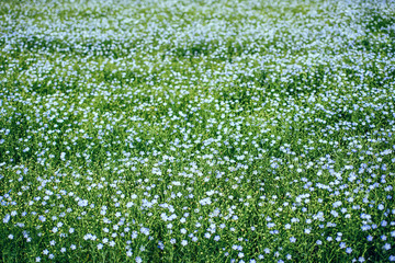 A large field of blooming flax. The concept of natural agriculture