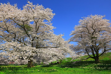 青空と桜