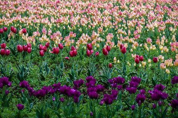 Tulips garden