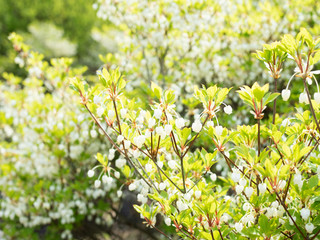 ドウダンツツジ