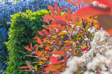 Fototapeta na wymiar Colorful leaves at Isabella Plantation Suitable for making background images.