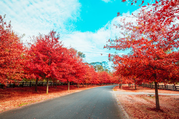 Beautiful Trees in Autumn Lining Streets in Town in Australia