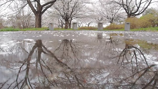 水たまりに反射する桜並木　秋田県　角館