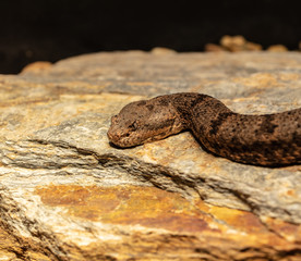 mottled rock rattlesnake gets a head shot