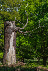 Fototapeta premium trunk of the tree. Tree age. Roots and large stems.