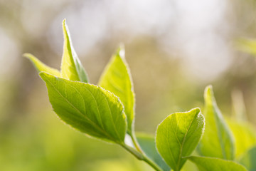 Blooming lilac flowers in spring, outdoors, leaves close-up
