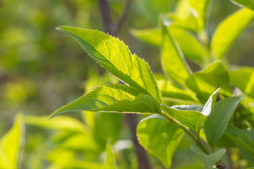 Blooming lilac flowers in spring, outdoors, leaves close-up