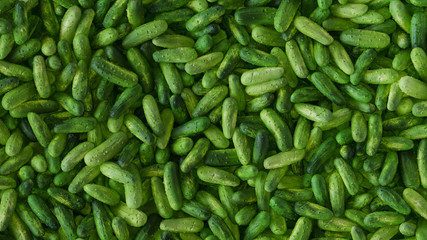 Cucumbers 3D Rendering Top View