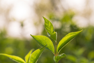 Blooming lilac flowers in spring, outdoors, leaves close-up