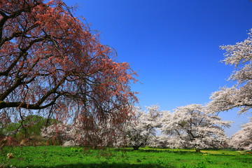 青空と桜
