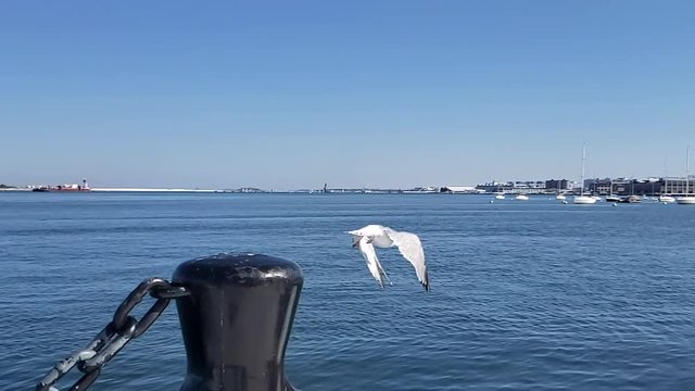 Seagull in slow motion