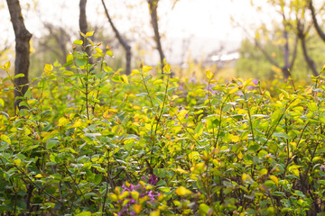 Blooming lilac flowers in spring, outdoors, leaves close-up