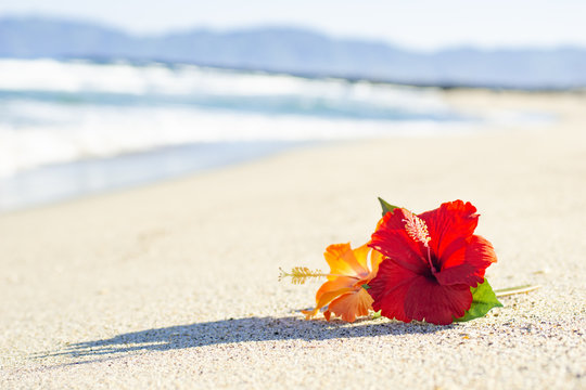 ハイビスカス の画像 3 234 件の Stock 写真 ベクターおよびビデオ Adobe Stock