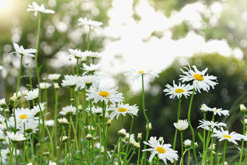 beautiful summer with blossoming daisy flower on the blurred background, springs backgrounds concept