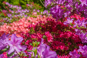 Fototapeta premium Colorful leaves at Isabella Plantation Suitable for making background images.