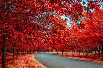 Beautiful Trees in Autumn Lining Streets in Town in Australia - 266447427