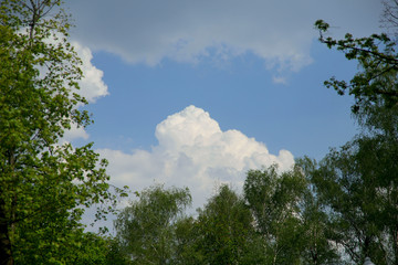 Blue sky with fluffy clouds, green trees at the bottom and sides. Cropped shot, horizontal, nobody, a lot of free space for text. The concept of nature and beauty.