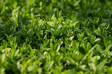 Obraz premium Floral blurred background. Background texture of small green leaves. Cropped shot, horizontal, nobody, plenty of space for text, close-up, side view. Concept of botanical beauty.