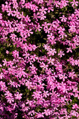 Obraz premium Floral background. Phlox subulata with bright pink colors. Cropped shot, vertical, nobody, plenty of space for text, close-up, top view. Concept of botanical beauty.