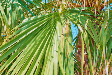 Obraz na płótnie Canvas Green palm tree with long branches on sunny day.