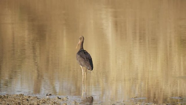 a black stork dips its beak into a water hole at tadoba andhari tiger reserve in india- 4K 60p
