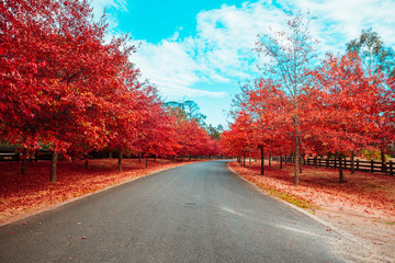 Beautiful Trees in Autumn Lining Streets in Town in Australia