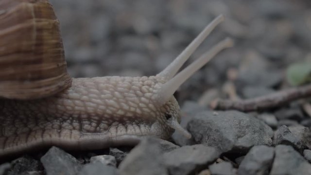 Close up shot of snail