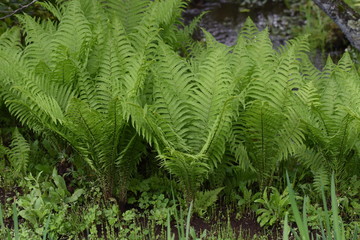 The shoots of "Ostrich fern" are edible wild plants.