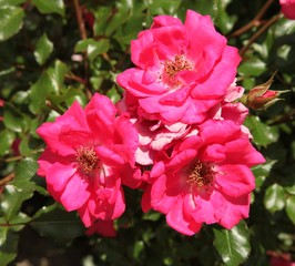 Obraz premium Close-up of three bright pink garden roses (Rosa) outside in Montana