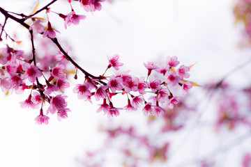 Cherry flower blooming beautiful nature pink color for background.