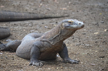 Komodo dragon indonesia bali lizard dinosaur scales