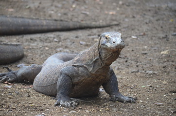 Komodo dragon indonesia bali lizard dinosaur scales