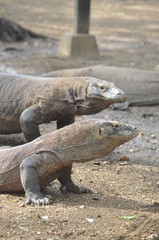 Komodo dragon indonesia bali lizard dinosaur scales