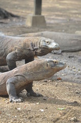 Komodo dragon indonesia bali lizard dinosaur scales