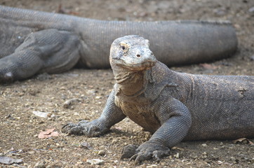 Fototapeta premium Komodo dragon indonesia bali lizard dinosaur scales