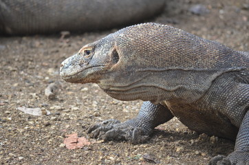 Obraz premium Komodo dragon indonesia bali lizard dinosaur scales