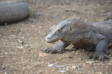 Komodo dragon indonesia bali lizard dinosaur scales