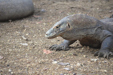 Komodo dragon indonesia bali lizard dinosaur scales